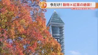 紅葉シーズンだけ!動物×紅葉の絶景が見られる東山動植物園!【くらしエンタメ】
