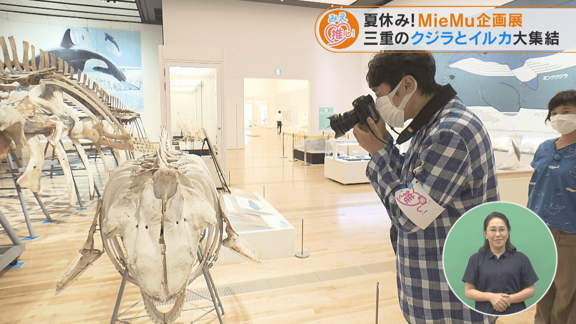 夏休み！MieMu企画展 三重のクジラとイルカ大集結