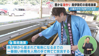 豊かな海作り 南伊勢町の栽培漁業 三重のウマイを育てています