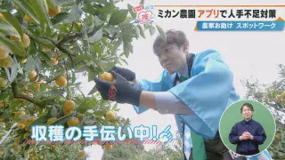 ミカン農園アプリで人手不足対策 農家お助け スポットワーク