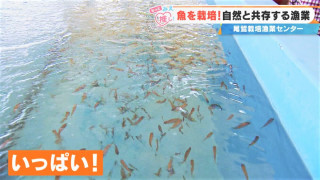 魚だけでなく“エサ”も育てる!? 稚魚を人の手で守る「栽培漁業」 三重県「尾鷲栽培漁業センター」の現場に密着!