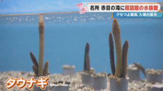 “クセが強い”と話題!?三重・名張市「赤目滝水族館」の展示がユニークすぎる