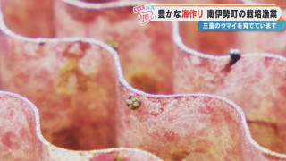 三重県唯一の“サザエ栽培”！海の整備も担う南伊勢町「種苗センター」とは？
