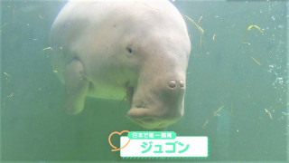 “ジュゴンの裏側”を目撃！？70周年記念！三重「鳥羽水族館」で貴重なバックヤードツアーが開催