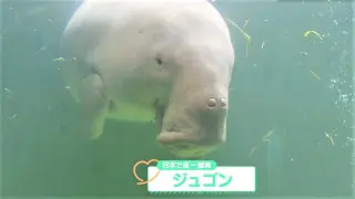 “ジュゴンの裏側”を目撃！？70周年記念！三重「鳥羽水族館」で貴重なバックヤードツアーが開催