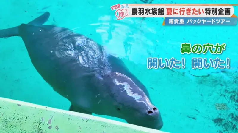 ジュゴンの裏側”を目撃！？70周年記念！三重「鳥羽水族館」で貴重な