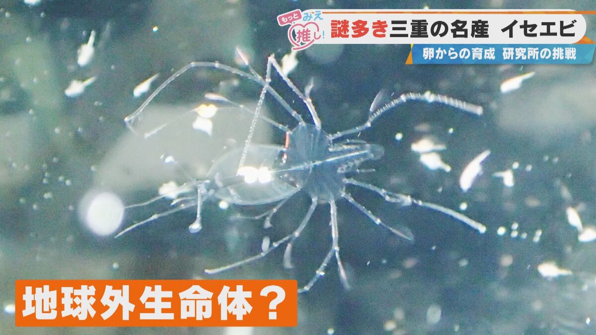 「地球外生命体みたい!」謎多きイセエビの生態に迫る 三重・志摩市「三重県水産研究所」の挑戦とは?