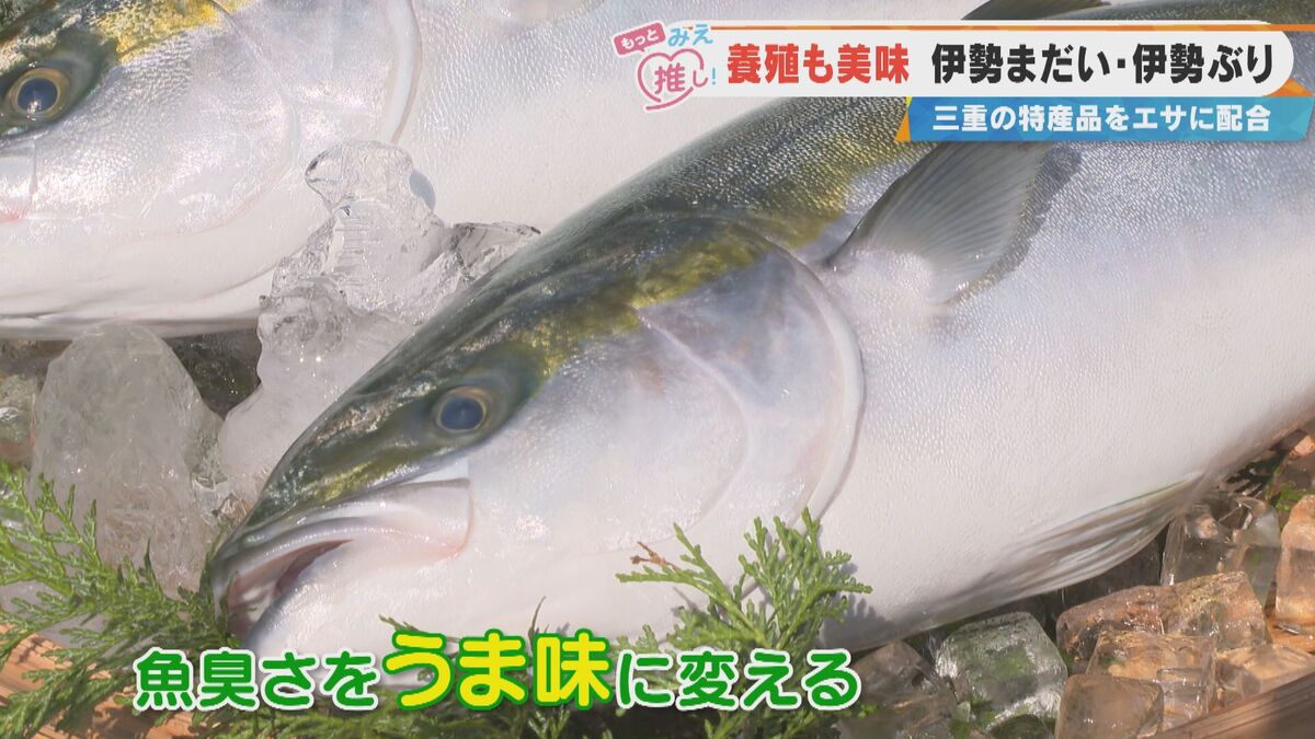 天然超え!?三重・大紀町の養殖魚「伊勢まだい」と「伊勢ぶり」 驚きのおいしさを生む“特別なエサ”とは