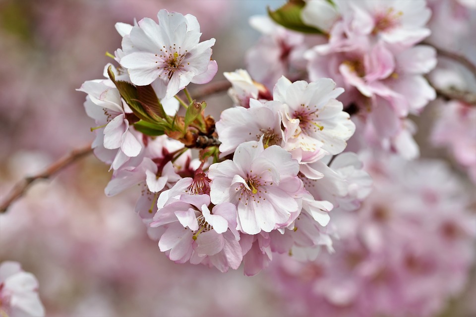 画像『pixabay』より桜の花