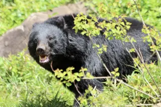 ついに自衛隊まで出動！クマと人間との関係はどうなっていくのだろうか