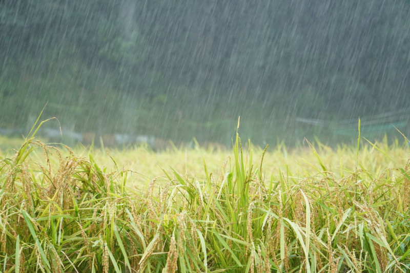 イメージ画像：「収穫間近の稲穂に打ち付ける豪雨」（写真ACより）