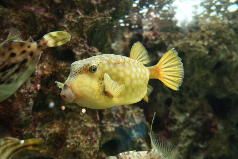 「ハコフグ」提供：しものせき水族館「海響館」