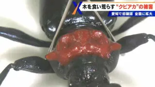 不気味な“赤い首” 艶のある体 ｢クビアカツヤカミキリ｣ 樹木の内部を食い荒らす 名古屋では過去最悪ペースで被害拡大