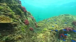 “グルクン”などこれまであまり見かけなかった魚も増加　三重の海に広がるサンゴ