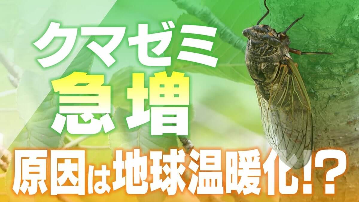 「8割近くクマゼミになっている」原因は地球温暖化? 関東にまで分布広がる… 暑すぎてセミが「夏眠」を!?
