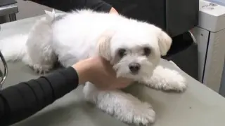 突然ペットのお尻から液体が… この時期多い“フルーツの誤食”も 年中無休･毎日20時間診療 夜間の動物病院に密着