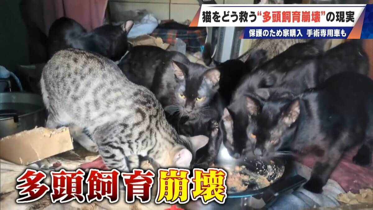 ｢最悪の現場。今から亡くなっている子を探す｣ 猫の多頭飼育崩壊… 30匹以上が暮らすごみ屋敷 電気が止まり家主は半年間マンガ喫茶で寝泊まり