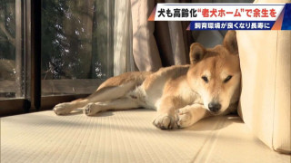 ｢つらい時には『つらい』と言っていい｣ 犬の平均寿命は14.82歳 人もペットも“超高齢化”… 動物病院ではできない介護を担う｢老犬ホーム｣
