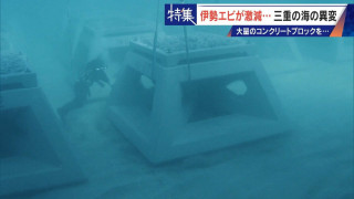 30年コンクリートの塊を沈め続けても止まらない“磯焼け” 三重の海で進む異変 伊勢エビも激減し… ｢漁師は勧められない職業｣
