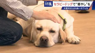 人を癒やす“セラピードッグ” 医学的にも研究される｢犬の力｣ 訓練所には大型犬のふれあいカフェも