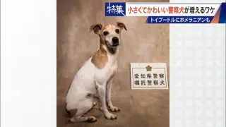 大型犬のイメージから一転… トイプードルなど小さくてかわいい警察犬が増加 全国の9割が