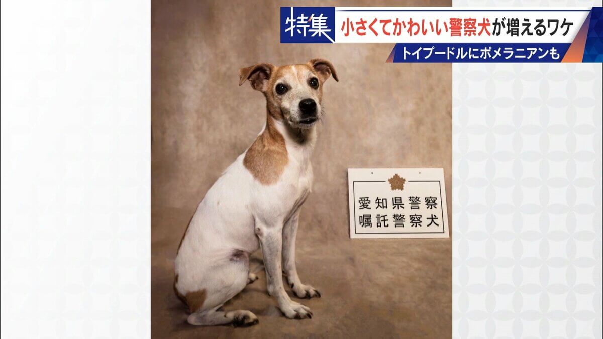大型犬のイメージから一転… トイプードルなど小さくてかわいい警察犬が増加 全国の9割が“嘱託” 小型犬の採用が増えた理由とは
