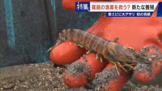 ｢魚がとれない…｣ 立ち上がった漁師の妻 たった1人でクルマエビ養殖を 大手ゼネコンが協力し全国初の大アサリ養殖も 愛知･篠島