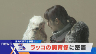 【デラ調】日本にはわずか2頭のみ…。鳥羽水族館のラッコの飼育係に密着【newsX】
