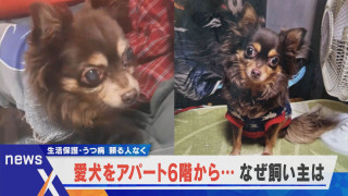 生活保護、うつ病で頼る人なく 愛犬をアパート6階から…飼い主はなぜ?【newsX】