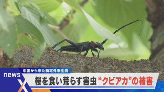 【デラ調】全国に拡大 木を食い荒らす「クビアカ」の被害【newsX】