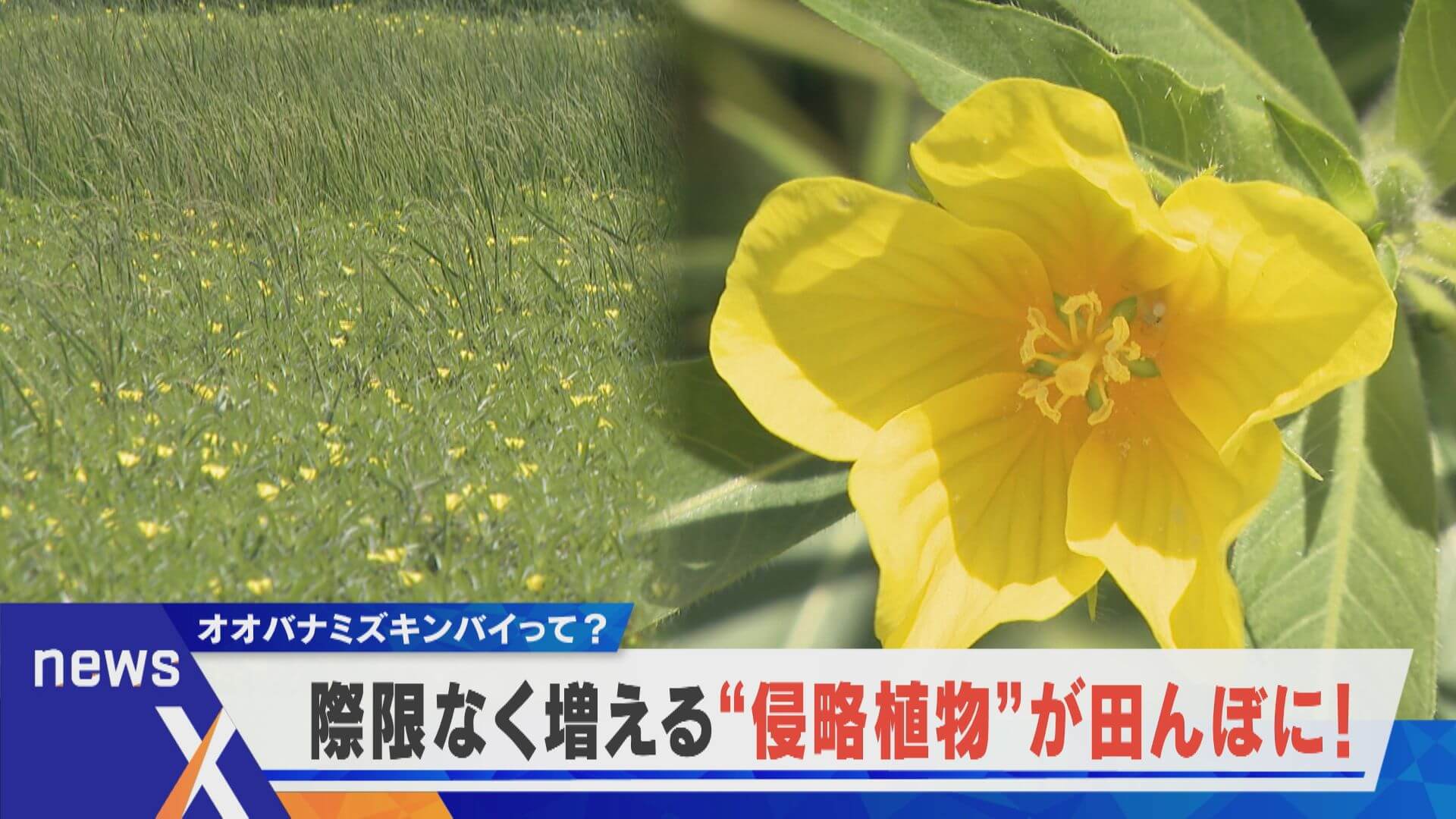駆除は困難…“侵略植物”が田んぼを花畑のように！？【newsX】