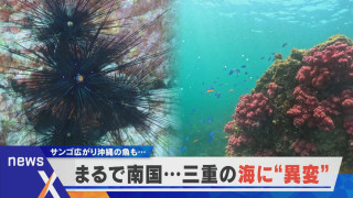 【デラ調】まるで南国…三重の海に異変 サンゴ広がり、沖縄の魚も？【newsX】