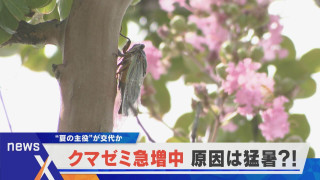 増えるクマゼミ 原因は温暖化！？【newsX】