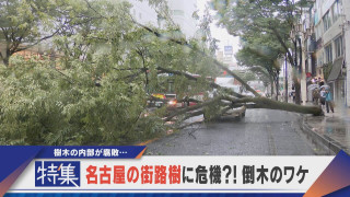 【特集】名古屋の街路樹に危機 木が大きすぎる？倒木相次ぐ理由【newsX】