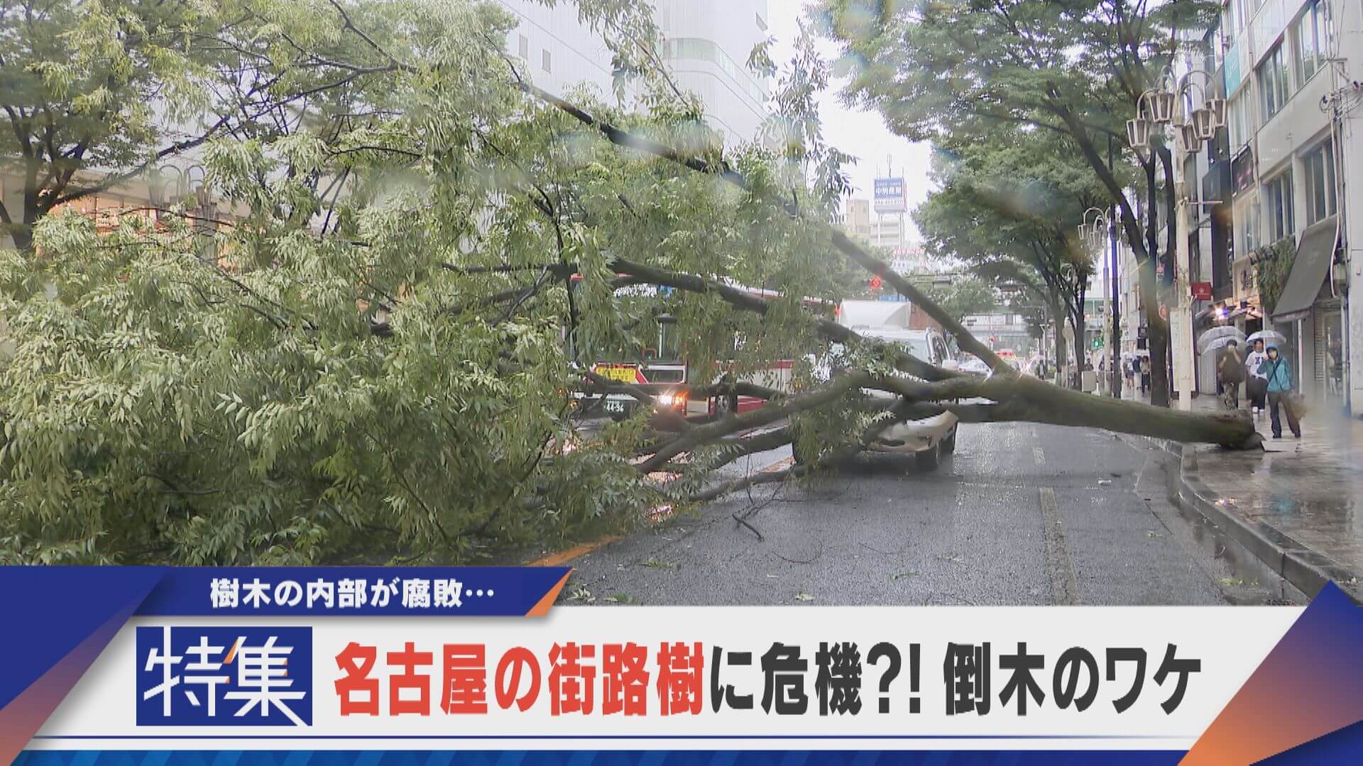 【特集】名古屋の街路樹に危機 木が大きすぎる？倒木相次ぐ理由【newsX】