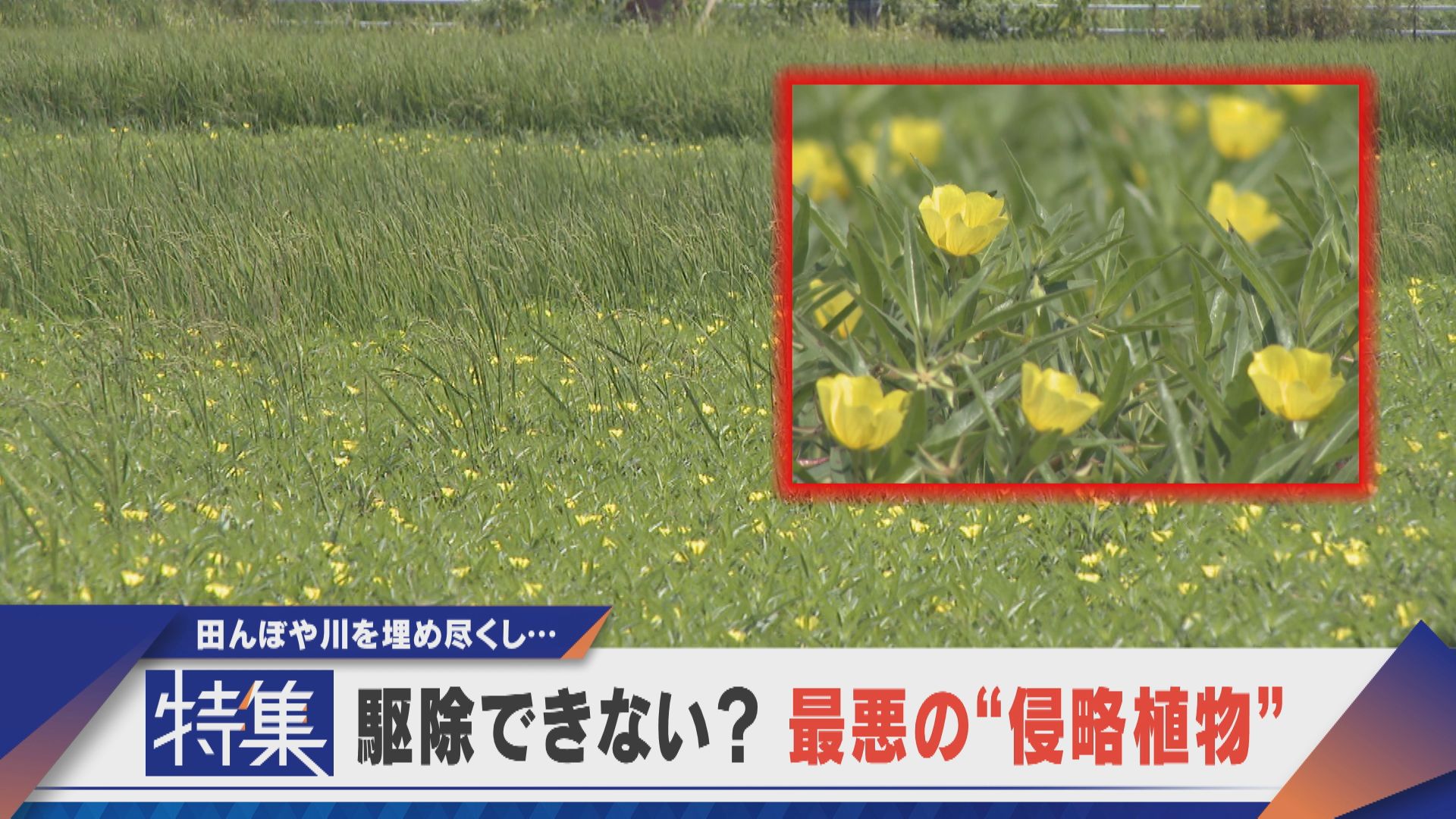 【特集】駆除しても復活…最悪の侵略植物 田んぼも川も埋め尽くし…【newsX】