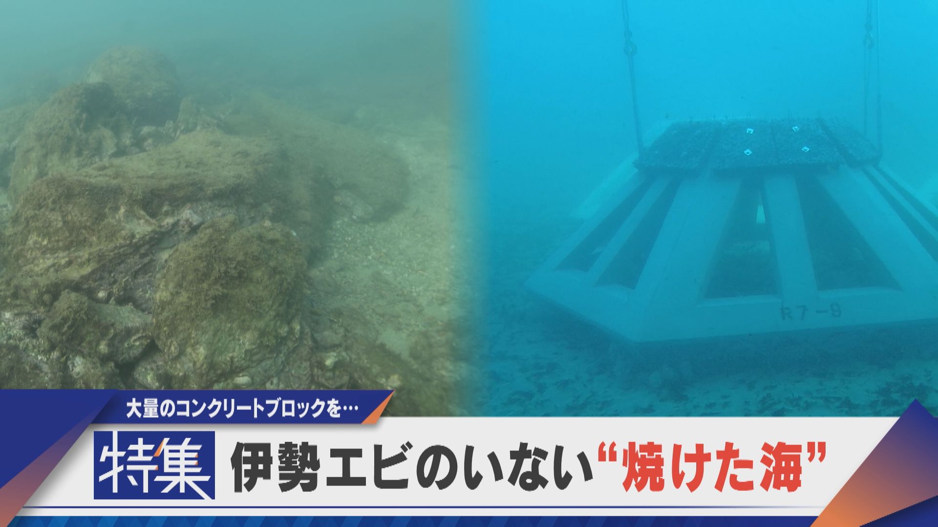 【特集】伊勢エビが激減…三重の海の異変【newsX】