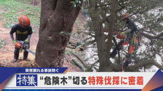 【特集】“危険木”を切る特殊伐採に密着 事故を未然に防ぐ【newsX】