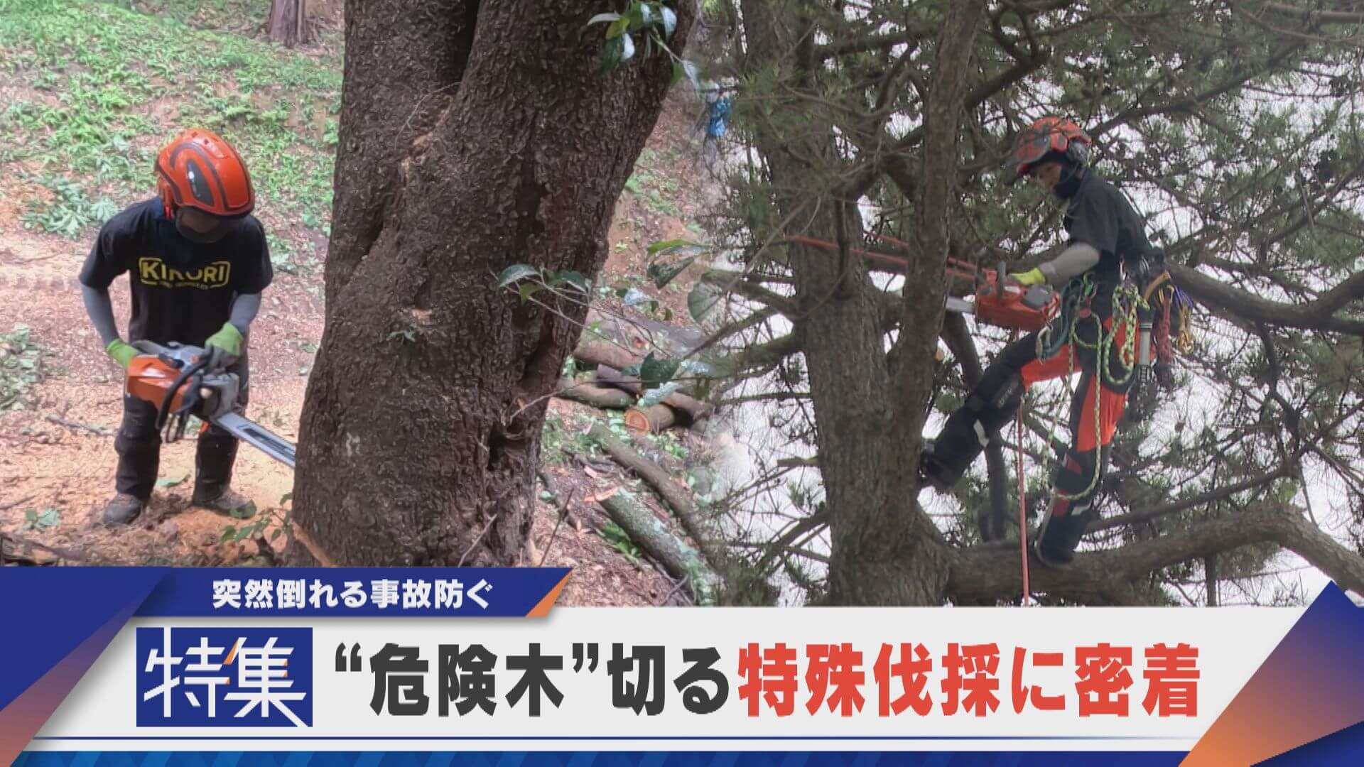 【特集】“危険木”を切る特殊伐採に密着 事故を未然に防ぐ【newsX】