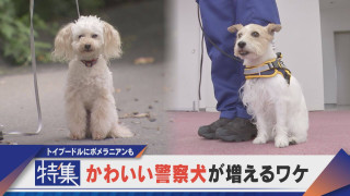 【特集】トイプードルにポメラニアンも！小さくてかわいい警察犬が増えるワケ【newsX】