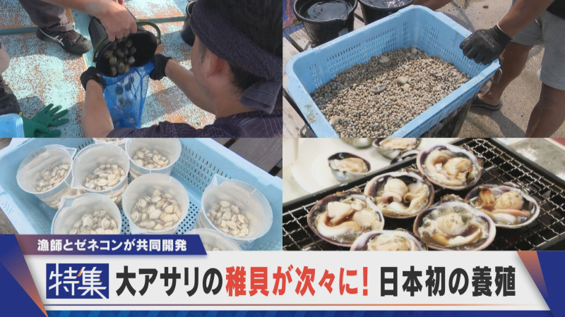 【特集】大アサリの稚貝が次々!画期的な養殖 篠島の漁師とゼネコンが共同開発