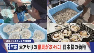 【特集】大アサリの稚貝が次々！画期的な養殖 篠島の漁師とゼネコンが共同開発
