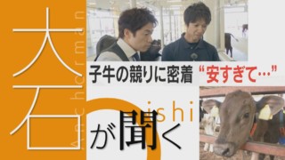 【大石が聞く】子牛の競りに密着 コロナ禍で価格暴落、そのワケとは?【チャント!】