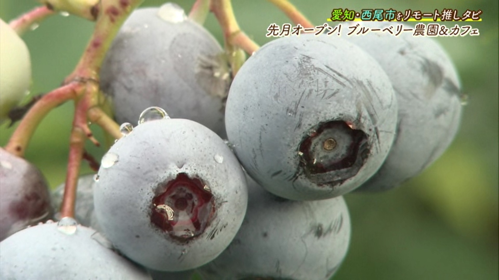 今が旬!時間無制限で食べ放題の「ブリーベリー狩り」