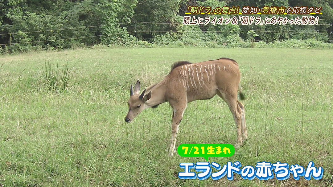 日本で唯一の新展示場&ベビーラッシュ! 地元の人に愛され続けている動植物公園