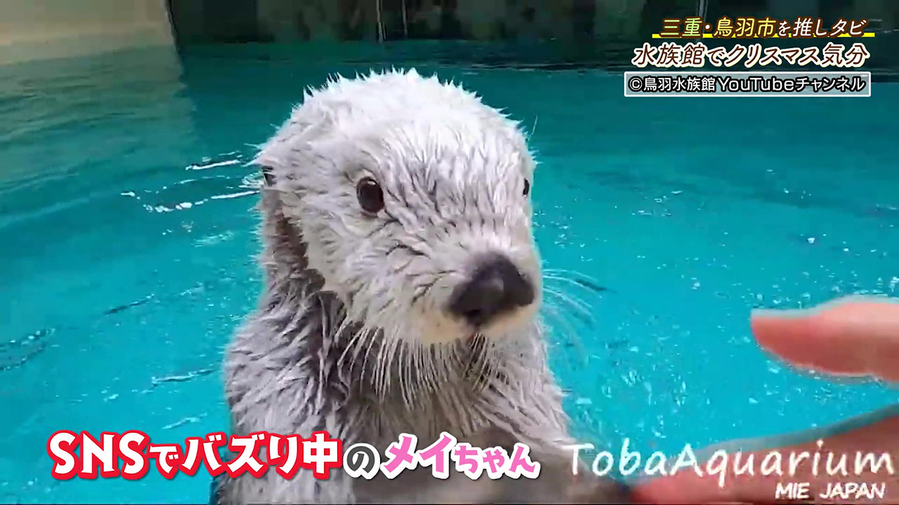 人気の生きものたちに出会える! 魅力的な展示とイベントが盛りだくさんの水族館