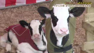 10種類以上の動物とふれあえ牛の乳しぼり体験もできる『愛知牧場』
