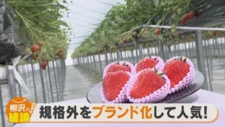 最近のイチゴは特に大きい？　今年ならではの理由あり！