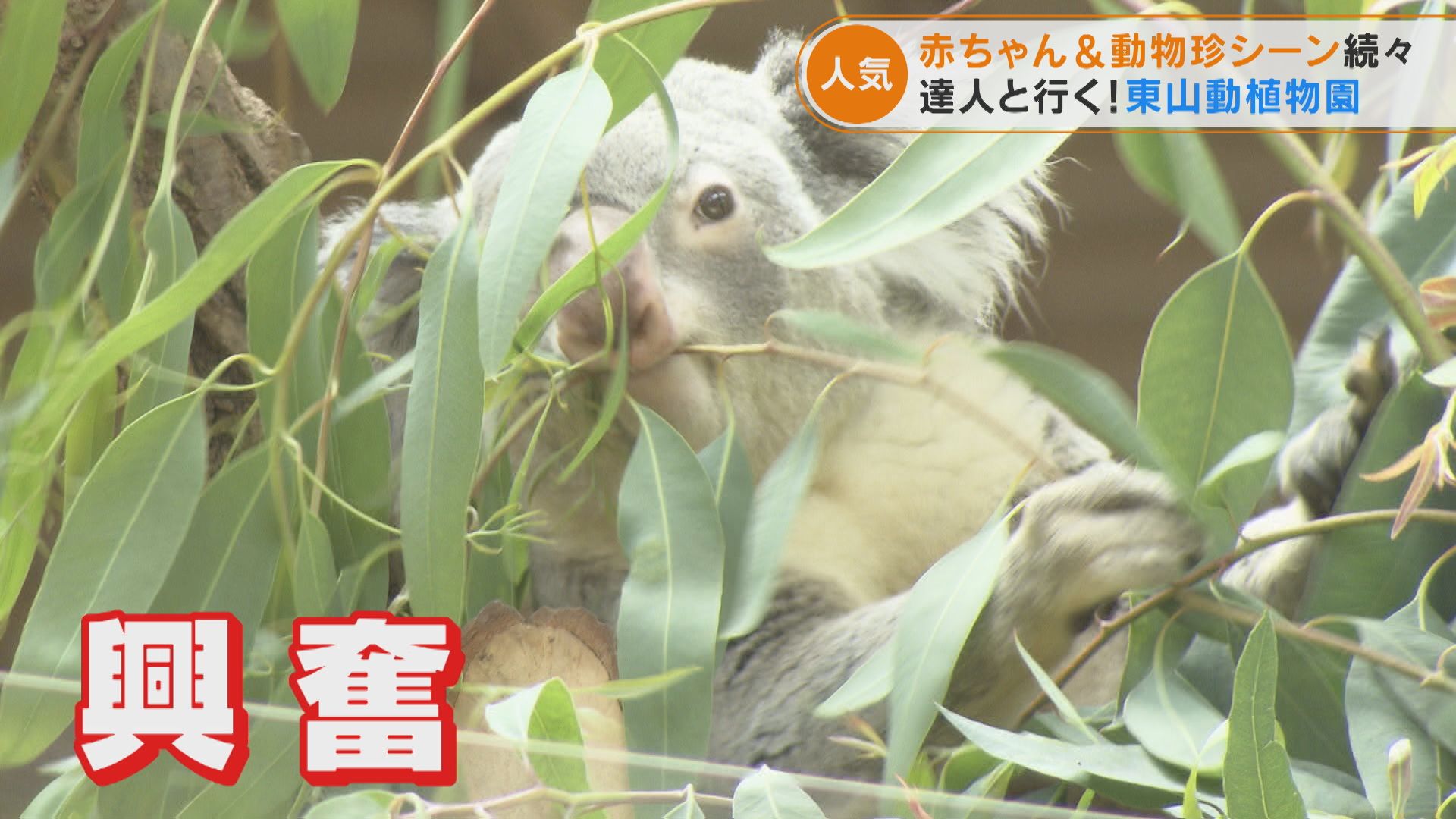 「動物園検定」殿堂入りした動物知識王が語る、ツウな動物園の楽しみ方