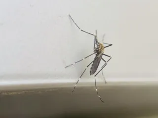 殺虫剤よりも効果大？蚊を退治できる新技術が開発された！